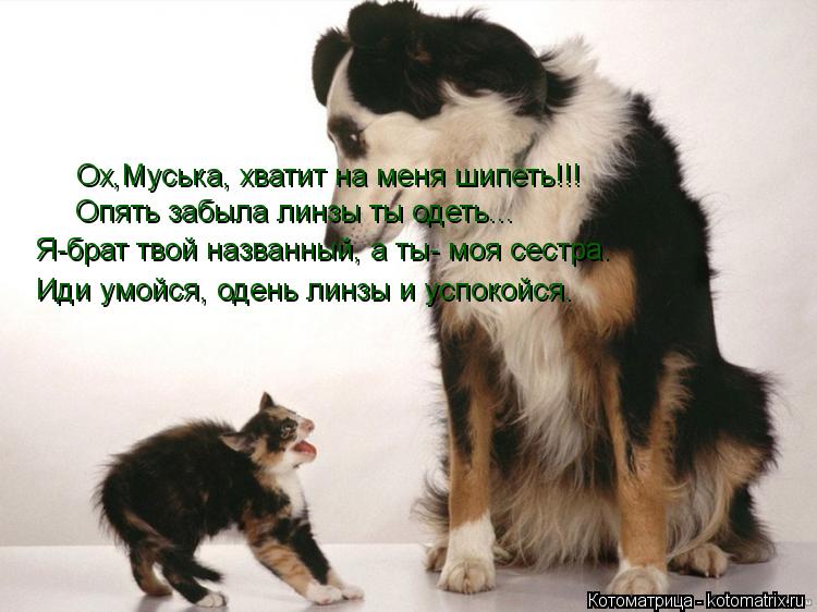 Ох,Муська, хватит на меня шипеть!!! Опять забыла линзы ты одеть... Я-брат твой названный, а ты- моя с... Котоматрица: Ох,Муська, хватит на меня шипеть!!! Опять забыла линзы ты одеть... Я-брат твой названный, а ты- моя сестра. Иди умойся, одень линзы и успокойся.