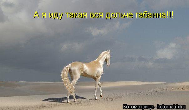 А я иду такая вся дольче габанна!!!... Котоматрица: А я иду такая вся дольче габанна!!!