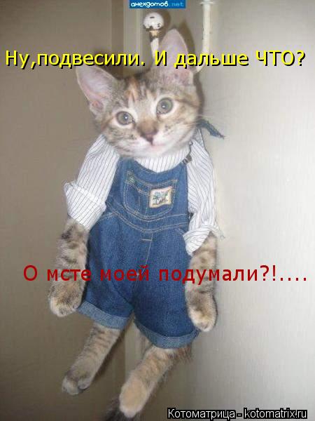 Ну,подвесили. И дальше ЧТО? О мсте моей подумали?!....... Котоматрица: Ну,подвесили. И дальше ЧТО? О мсте моей подумали?!....