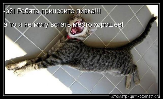 -эй! Ребята принесите пивка!!! а то я не могу встать место хорошее!... Котоматрица: -эй! Ребята принесите пивка!!! а то я не могу встать место хорошее!