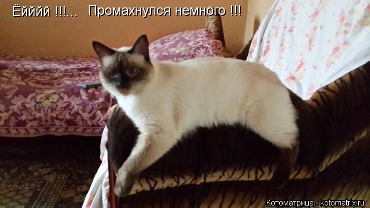 Ёйййй !!!... Промахнулся немного !!!... Котоматрица: Ёйййй !!!... Промахнулся немного !!!