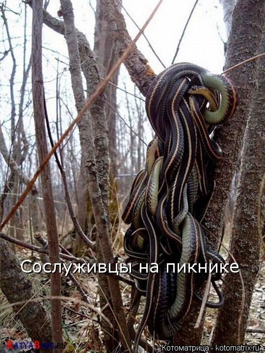 Сослуживцы на пикнике... Котоматрица: Сослуживцы на пикнике