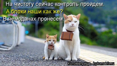 Котоматрица: На чистоту сейчас контроль пройдем. А блохи наши как же? В чемоданах пронесем.