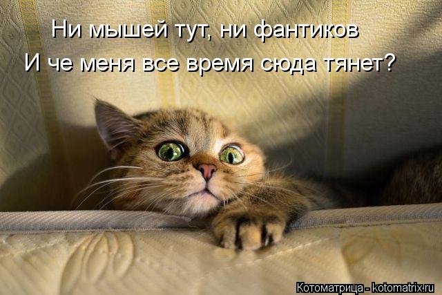 Ни мышей тут, ни фантиков И че меня все время сюда тянет?... Котоматрица: Ни мышей тут, ни фантиков И че меня все время сюда тянет?