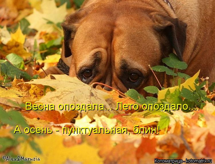 Весна опоздала... Лето опоздало.... А осень - пунктуальная, блин!... Котоматрица: Весна опоздала... Лето опоздало.... А осень - пунктуальная, блин!