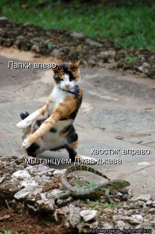 Лапки влево, хвостик вправо мы танцуем Джва-джава... Котоматрица: Лапки влево, хвостик вправо мы танцуем Джва-джава