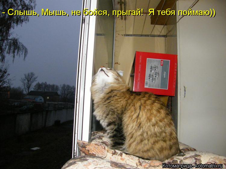 - Слышь, Мышь, не бойся, прыгай! Я тебя поймаю))... Котоматрица: - Слышь, Мышь, не бойся, прыгай! Я тебя поймаю))