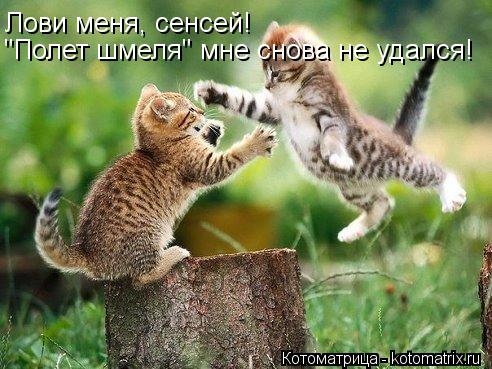 Лови меня, сенсей! "Полет шмеля" мне снова не удался!... Котоматрица: Лови меня, сенсей! "Полет шмеля" мне снова не удался!