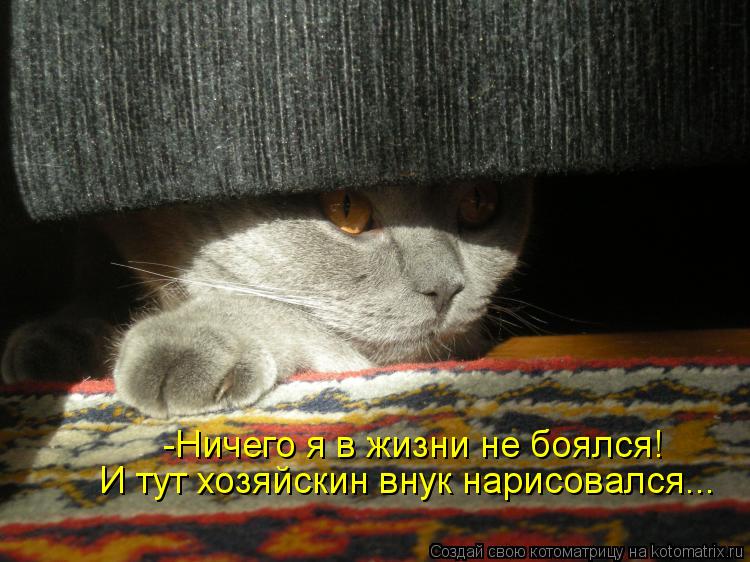 -Ничего я в жизни не боялся! И тут хозяйскин внук нарисовался...... Котоматрица: -Ничего я в жизни не боялся! И тут хозяйскин внук нарисовался...