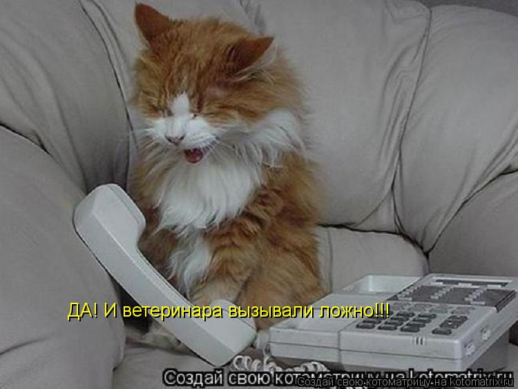 ДА! И ветеринара вызывали ложно!!!... Котоматрица: ДА! И ветеринара вызывали ложно!!!