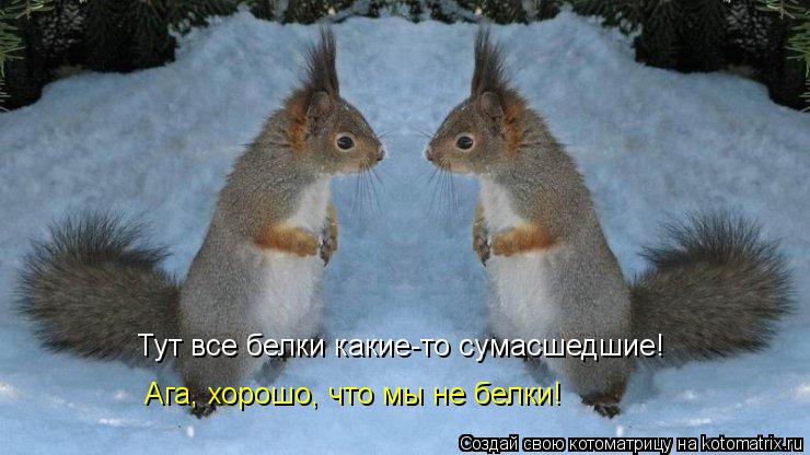 Тут все белки какие-то сумасшедшие! Ага, хорошо, что мы не белки!... Котоматрица: Тут все белки какие-то сумасшедшие! Ага, хорошо, что мы не белки!