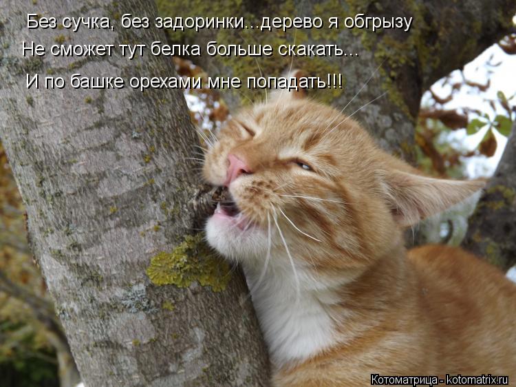 Без сучка, без задоринки...дерево я обгрызу Не сможет тут белка больше скакать... И по башке орехами ... Котоматрица: Без сучка, без задоринки...дерево я обгрызу Не сможет тут белка больше скакать... И по башке орехами мне попадать!!!