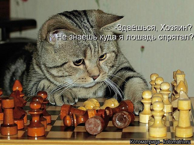 -Здаёшься, Хозяин? Не знаешь куда я лошадь спрятал?... Котоматрица: -Здаёшься, Хозяин? Не знаешь куда я лошадь спрятал?