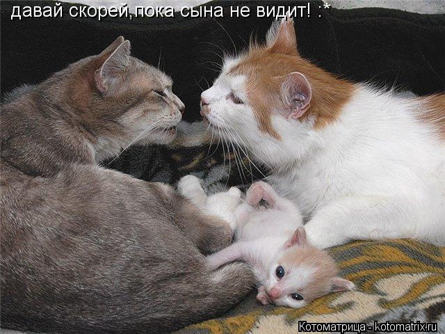 давай скорей,пока сына не видит! :*... Котоматрица: давай скорей,пока сына не видит! :*