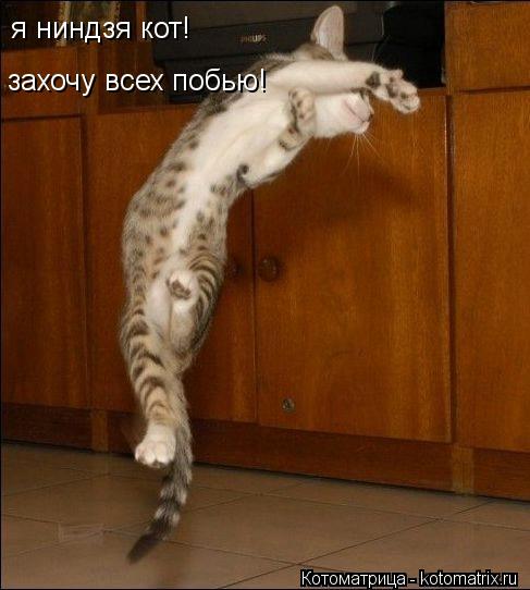 я ниндзя кот! захочу всех побью!... Котоматрица: я ниндзя кот! захочу всех побью!