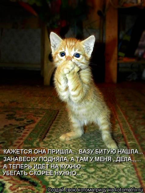 КАЖЕТСЯ ОНА ПРИШЛА... ВАЗУ БИТУЮ НАШЛА... ЗАНАВЕСКУ ПОДНЯЛА, А ТАМ У МЕНЯ ,,ДЕЛА.,,... А ТЕПЕРЬ ИДЁТ ... Котоматрица: КАЖЕТСЯ ОНА ПРИШЛА... ВАЗУ БИТУЮ НАШЛА... ЗАНАВЕСКУ ПОДНЯЛА, А ТАМ У МЕНЯ ,,ДЕЛА.,,... А ТЕПЕРЬ ИДЁТ НА КУХНЮ... УБЕГАТЬ СКОРЕЕ НУЖНО...