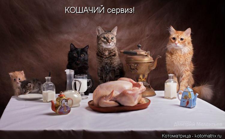 КОШАЧИЙ сервиз!... Котоматрица: КОШАЧИЙ сервиз!