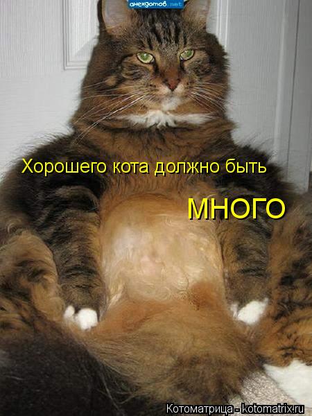 Хорошего кота должно быть МНОГО... Котоматрица: Хорошего кота должно быть МНОГО
