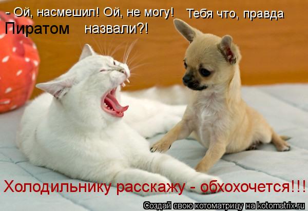 - Ой, насмешил! Ой, не могу! Тебя что, правда Пиратом назвали?! Холодильнику расскажу - обхохочется... Котоматрица: - Ой, насмешил! Ой, не могу! Тебя что, правда Пиратом назвали?! Холодильнику расскажу - обхохочется!!!