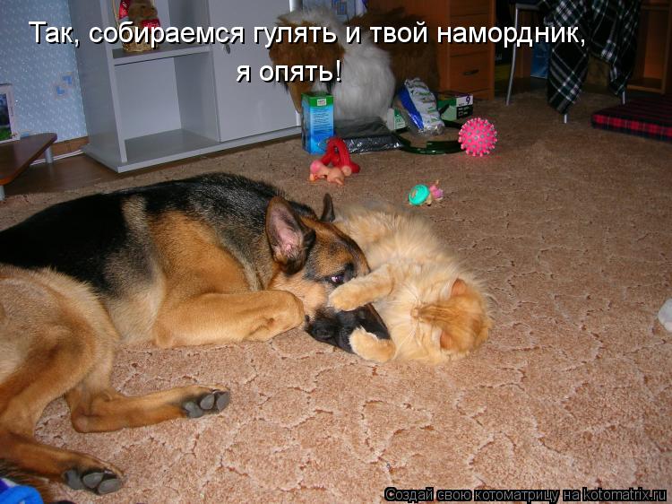 я опять! Так, собираемся гулять и твой намордник,... Котоматрица: я опять! Так, собираемся гулять и твой намордник,