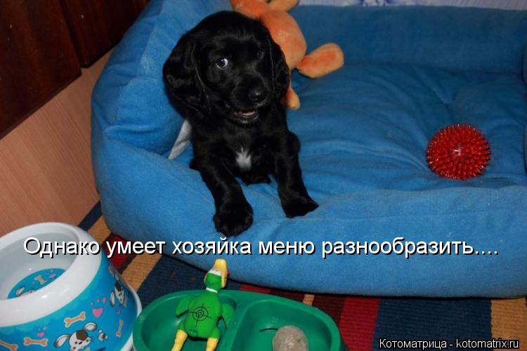 Однако умеет хозяйка меню разнообразить....... Котоматрица: Однако умеет хозяйка меню разнообразить....