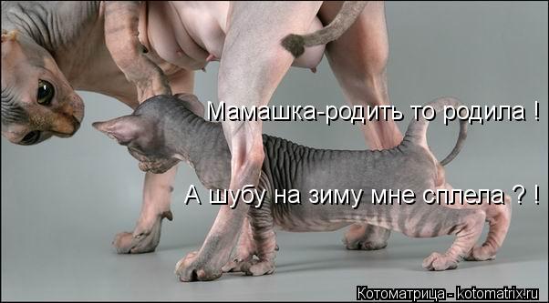Мамашка-родить то родила ! А шубу на зиму мне сплела ? !... Котоматрица: Мамашка-родить то родила ! А шубу на зиму мне сплела ? !