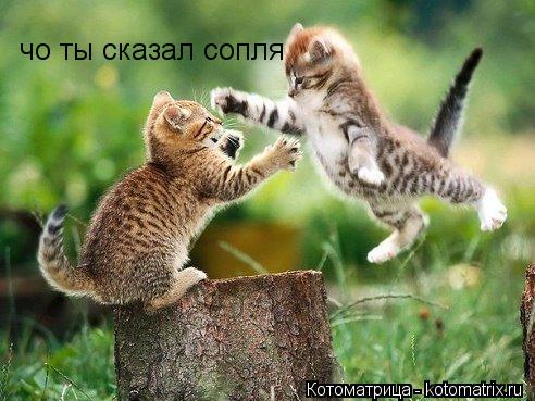 чо ты сказал сопля... Котоматрица: чо ты сказал сопля