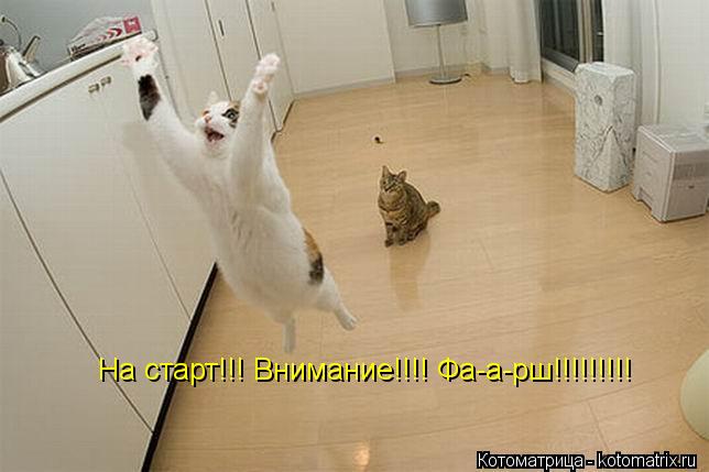 На старт!!! Внимание!!!! Фа-а-рш!!!!!!!!!... Котоматрица: На старт!!! Внимание!!!! Фа-а-рш!!!!!!!!!