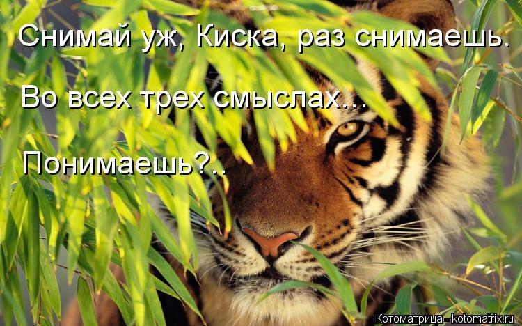 Снимай уж, Киска, раз снимаешь. Во всех трех смыслах… Понимаешь?..... Котоматрица: Снимай уж, Киска, раз снимаешь. Во всех трех смыслах… Понимаешь?..