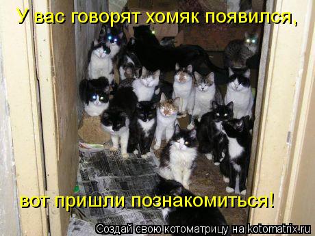 У вас говорят хомяк появился, вот пришли познакомиться!... Котоматрица: У вас говорят хомяк появился, вот пришли познакомиться!