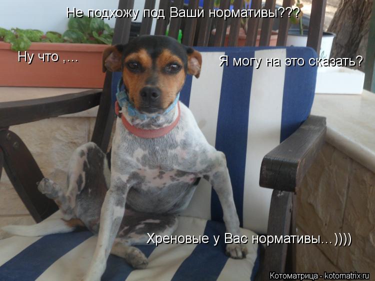 Не подхожу под Ваши нормативы??? Ну что ,… Я могу на это сказать? Хреновые у Вас нормативы…))))... Котоматрица: Не подхожу под Ваши нормативы??? Ну что ,… Я могу на это сказать? Хреновые у Вас нормативы…))))
