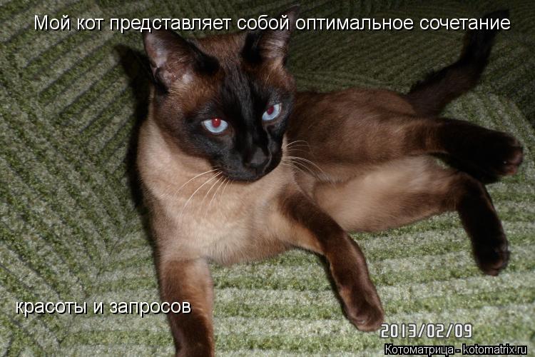 Мой кот представляет собой оптимальное сочетание красоты и запросов... Котоматрица: Мой кот представляет собой оптимальное сочетание красоты и запросов
