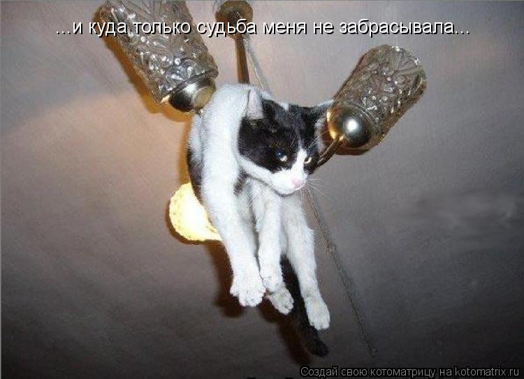 ...и куда только судьба меня не забрасывала...... Котоматрица: ...и куда только судьба меня не забрасывала...