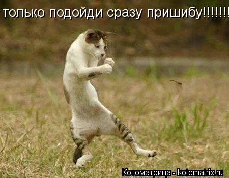 только подойди сразу пришибу!!!!!!!!!!!!!... Котоматрица: только подойди сразу пришибу!!!!!!!!!!!!!