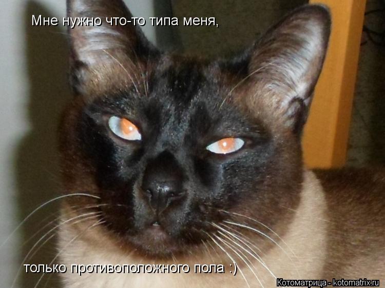 Мне нужно что-то типа меня, только противоположного пола :)... Котоматрица: Мне нужно что-то типа меня, только противоположного пола :)