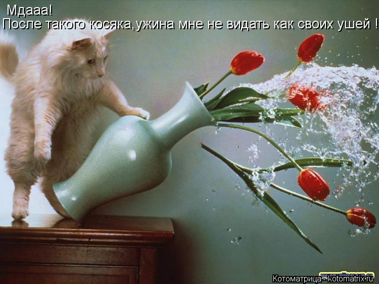 Мдааа! После такого косяка,ужина мне не видать как своих ушей !!... Котоматрица: Мдааа! После такого косяка,ужина мне не видать как своих ушей !!