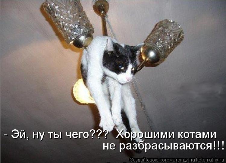 - Эй, ну ты чего??? Хорошими котами не разбрасываются!!!... Котоматрица: - Эй, ну ты чего??? Хорошими котами не разбрасываются!!!
