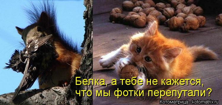 Белка, а тебе не кажется, что мы фотки перепутали?... Котоматрица: Белка, а тебе не кажется, что мы фотки перепутали?