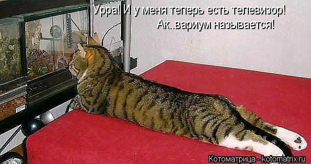 Урра! И у меня теперь есть телевизор! Ак..вариум называется!... Котоматрица: Урра! И у меня теперь есть телевизор! Ак..вариум называется!