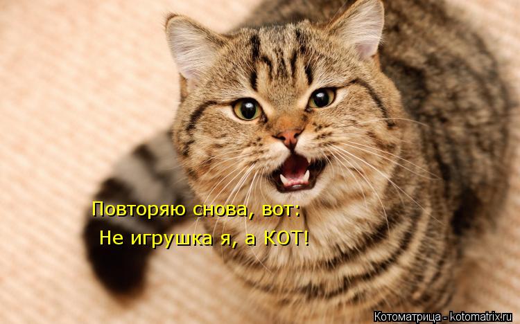 Повторяю снова, вот: Не игрушка я, а КОТ!... Котоматрица: Повторяю снова, вот: Не игрушка я, а КОТ!