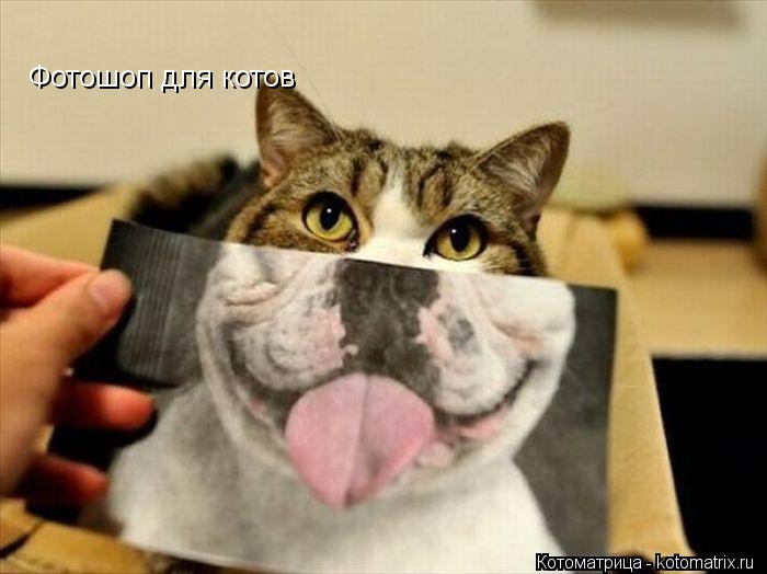 Котоматрица: Фотошоп для котов