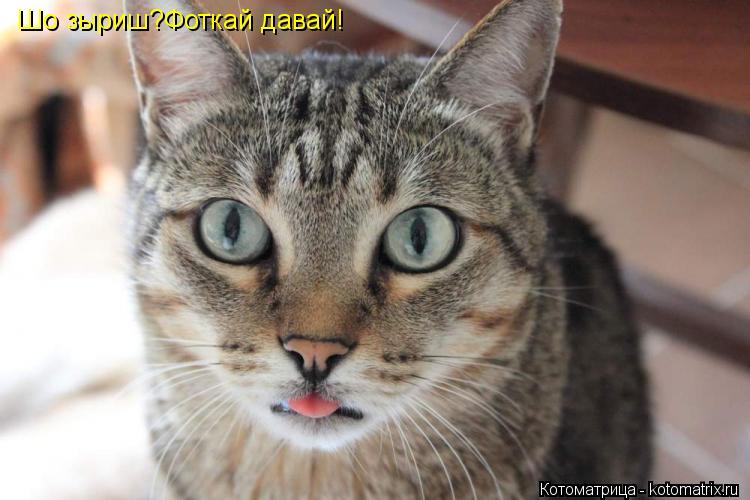 Шо зыриш?Фоткай давай!... Котоматрица: Шо зыриш?Фоткай давай!