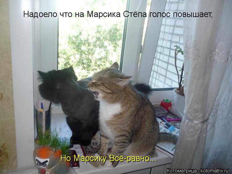Надоело что на Марсика Стёпа голос повышает, Но Марсику Всё-равно...... Котоматрица: Надоело что на Марсика Стёпа голос повышает, Но Марсику Всё-равно...