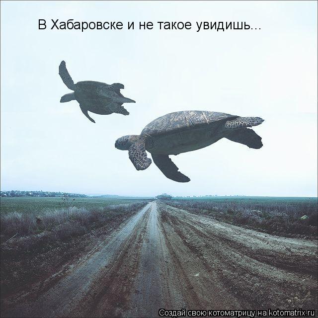 В Хабаровске и не такое увидишь...... Котоматрица: В Хабаровске и не такое увидишь...