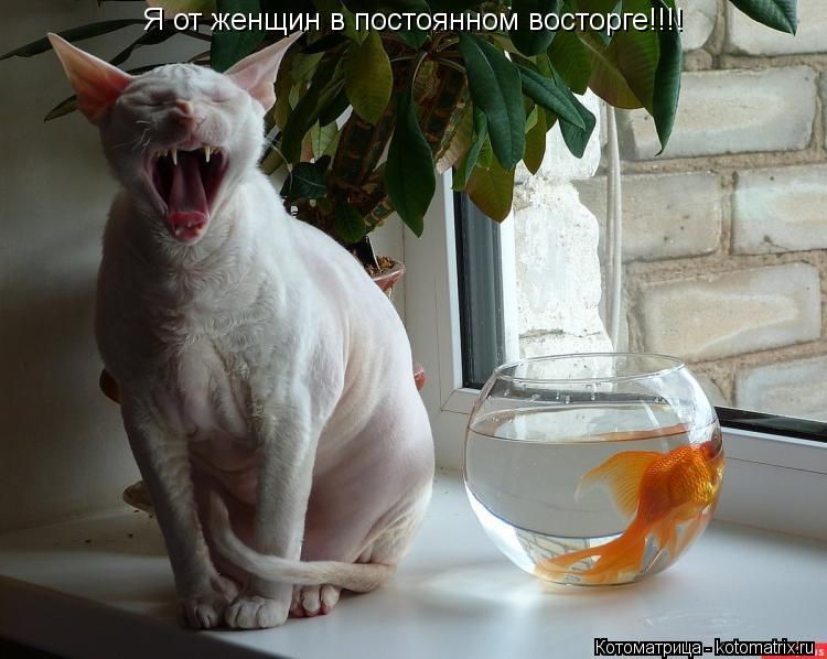 Я от женщин в постоянном восторге!!!!... Котоматрица: Я от женщин в постоянном восторге!!!!