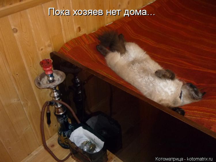 Пока хозяев нет дома...... Котоматрица: Пока хозяев нет дома...