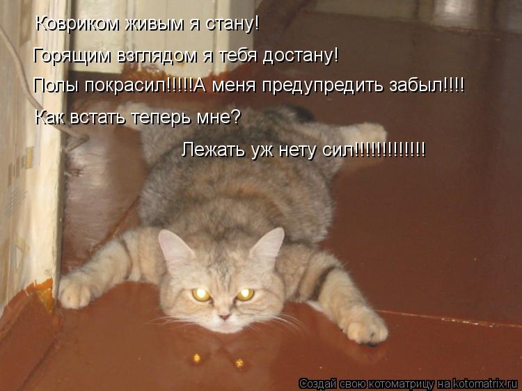 Горящим взглядом я тебя достану! Полы покрасил!!!!!А меня предупредить забыл!!!! Ковриком живым я ста... Котоматрица: Горящим взглядом я тебя достану! Полы покрасил!!!!!А меня предупредить забыл!!!! Ковриком живым я стану! Как встать теперь мне? Лежать уж нету с