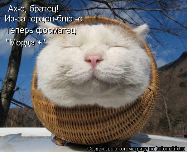 Ах-с, братец! Из-за гордон-блю -с Теперь форматец "Морда +"... Котоматрица: Ах-с, братец! Из-за гордон-блю -с Теперь форматец "Морда +"