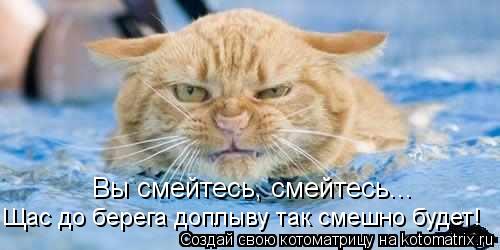 Котоматрица: Вы смейтесь, смейтесь... Щас до берега доплыву так смешно будет!