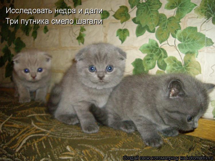 Исследовать недра и дали Три путника смело шагали... Котоматрица: Исследовать недра и дали Три путника смело шагали